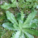 Dandelion and Cat's Ear