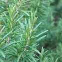 Rosemary