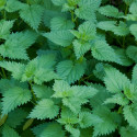 Stinging Nettle